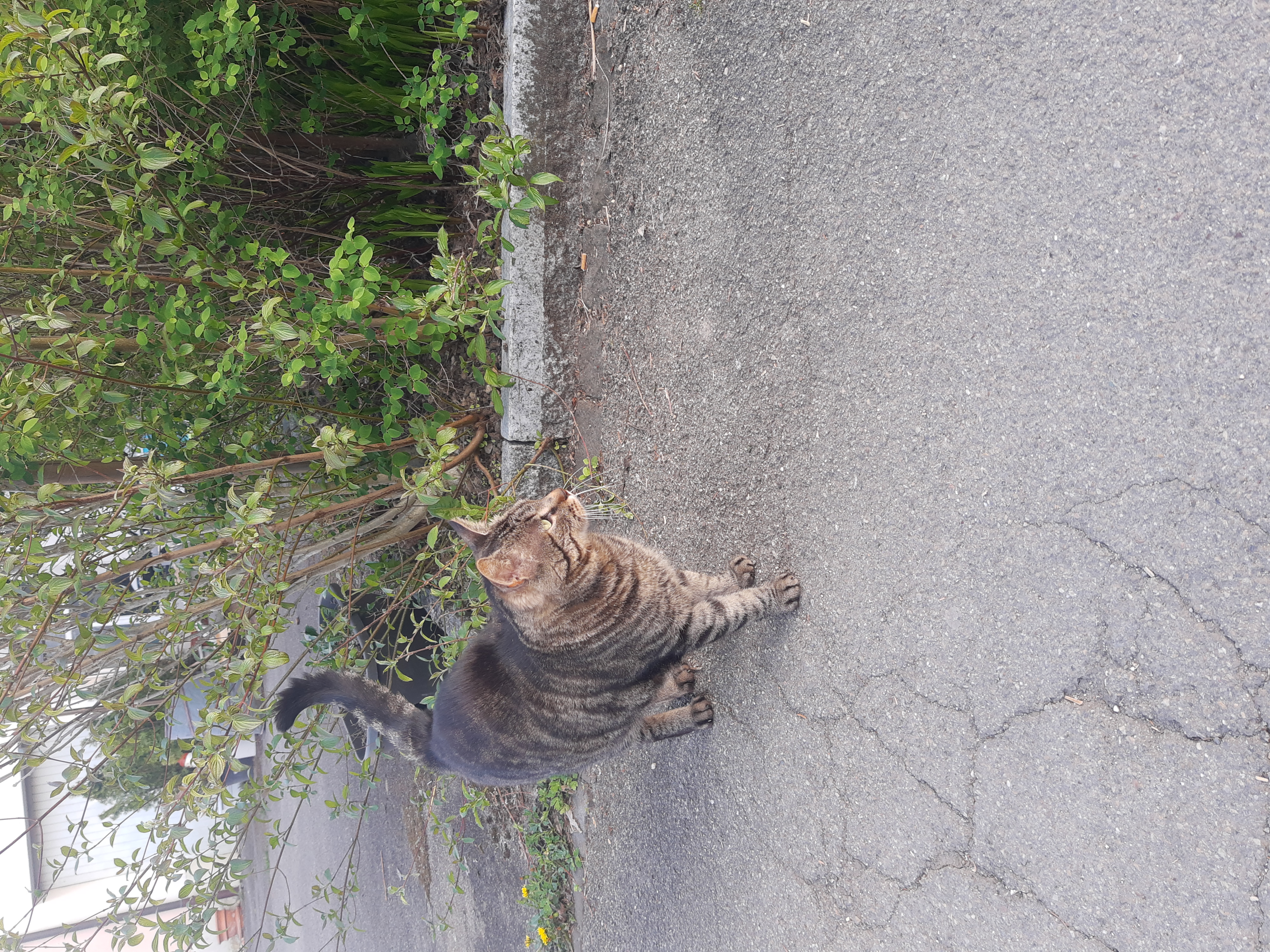 Pic of a striped cat